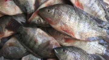 اختبارات بسيطة تكشف الفرق بين السمك الطازج والفاسد في الماء قبل الشراء